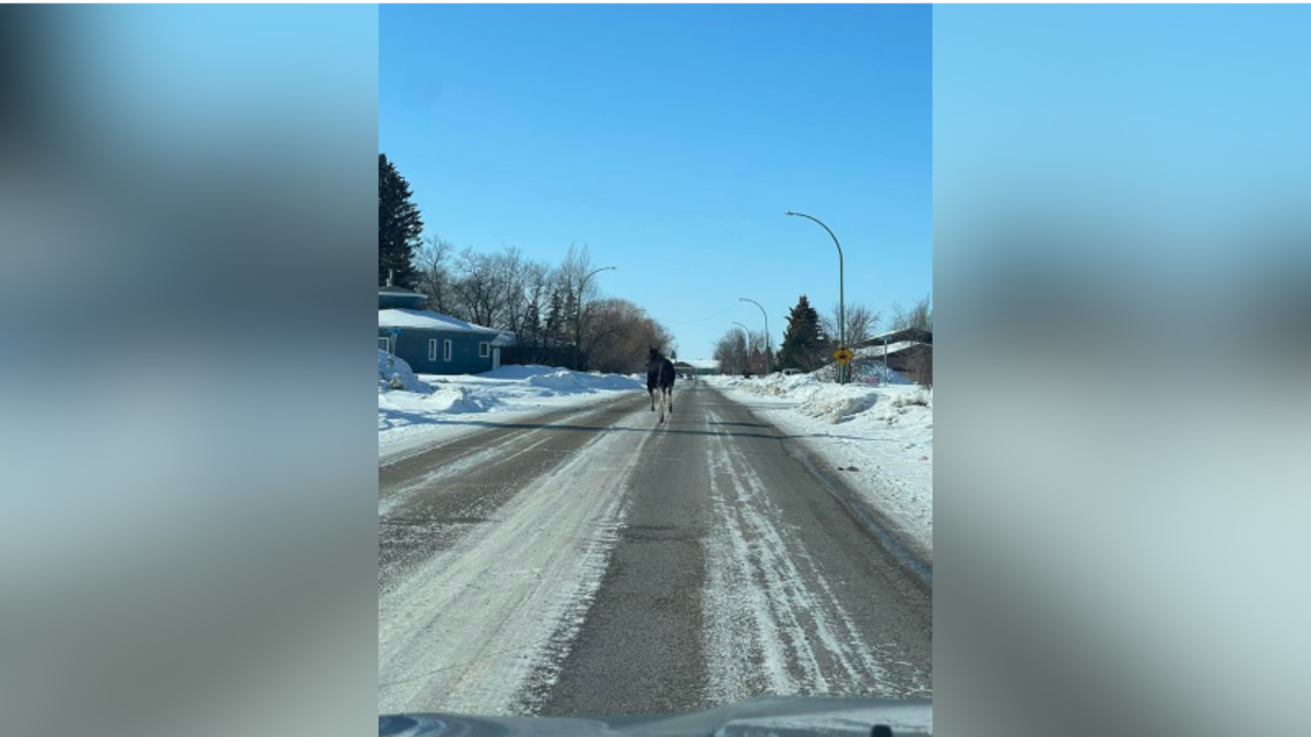 Moose spotted throughout Town of Tisdale | northeastNOW