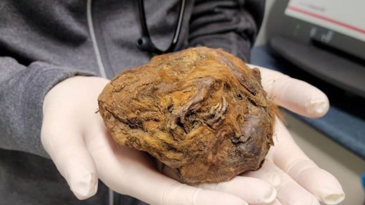 ‘Amazing story of survival’: 30,000-year-old mummified ground squirrel ...