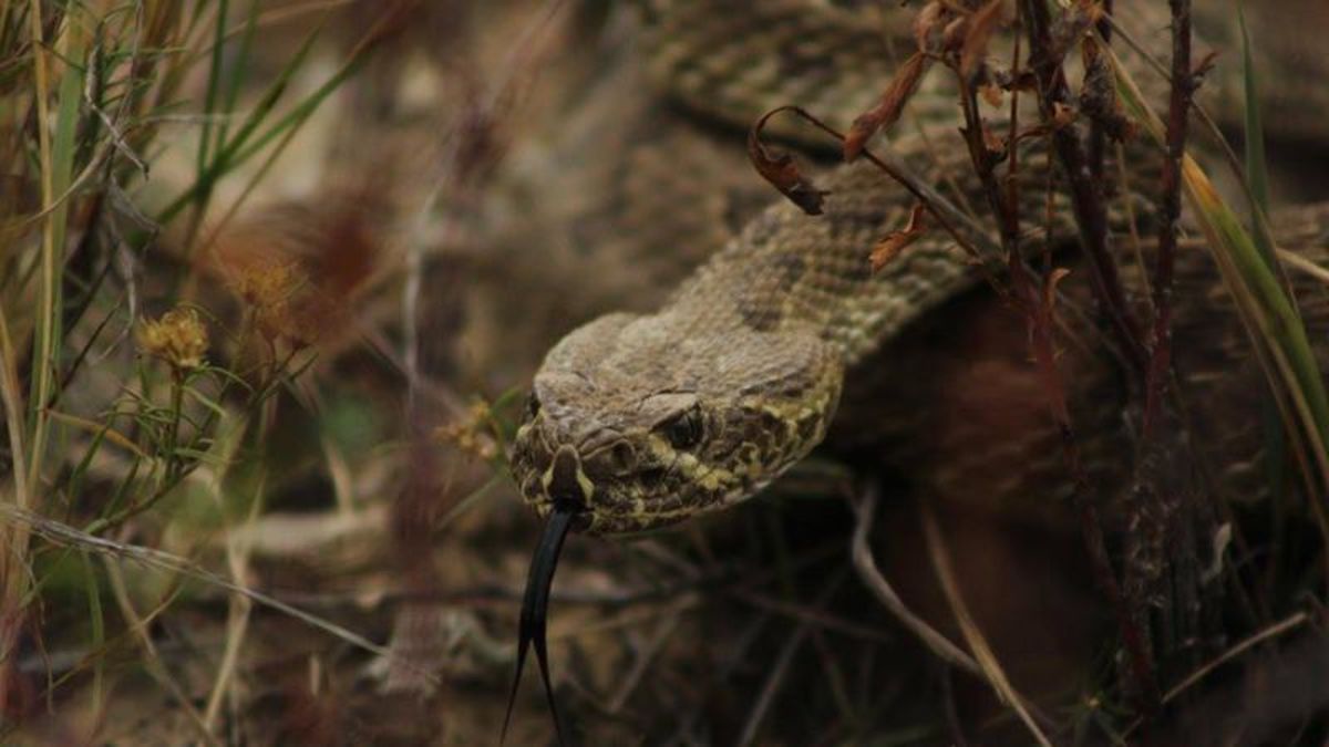 Rattlesnakes to start coming out of hibernation | CHAT News Today