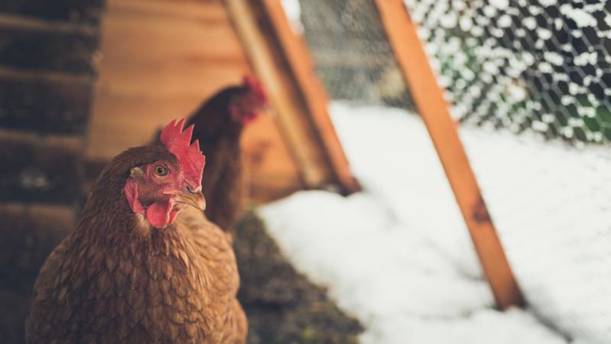 Less cats and more chickens: Red Deer discusses potential pet bylaw ...