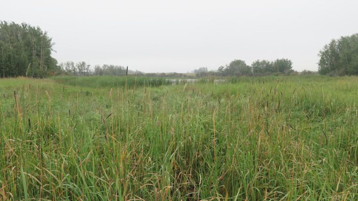 Red Deer County shares results of eight-year project: how farmers ...