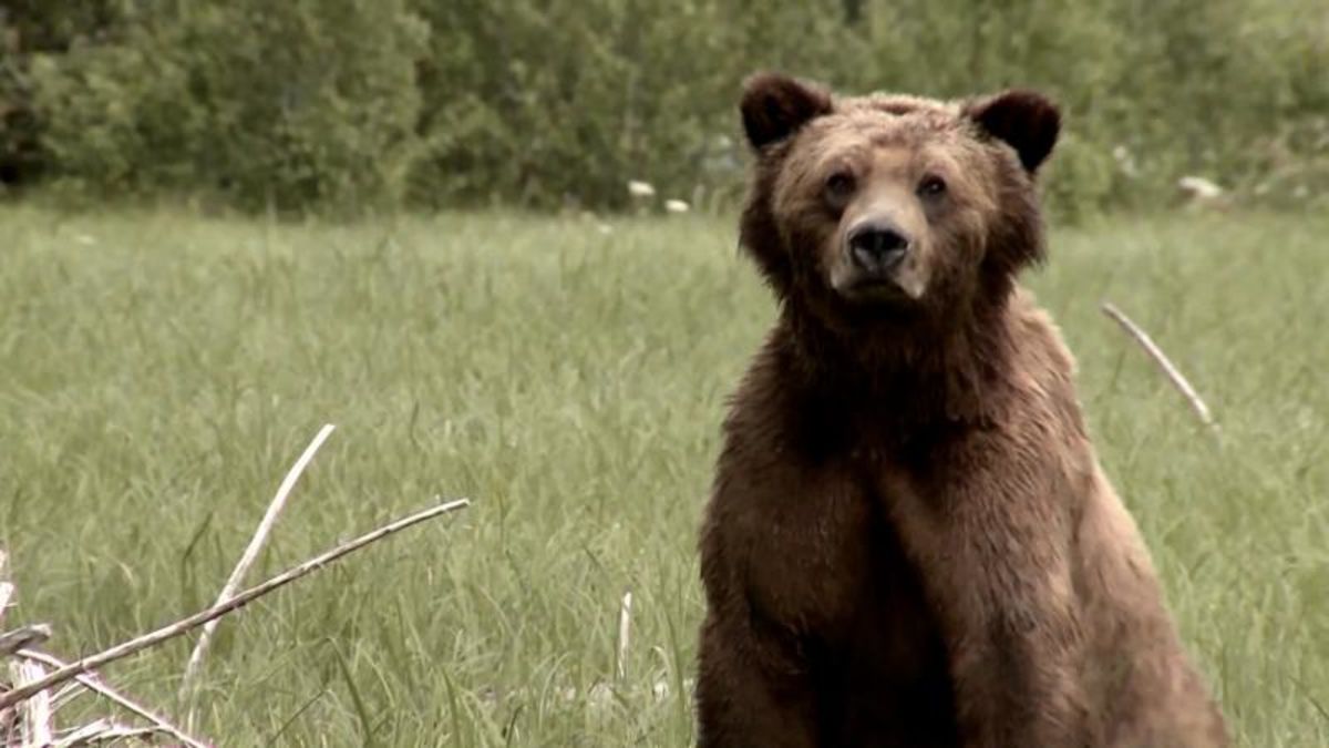 How to be smarter than your average bear ckpg today