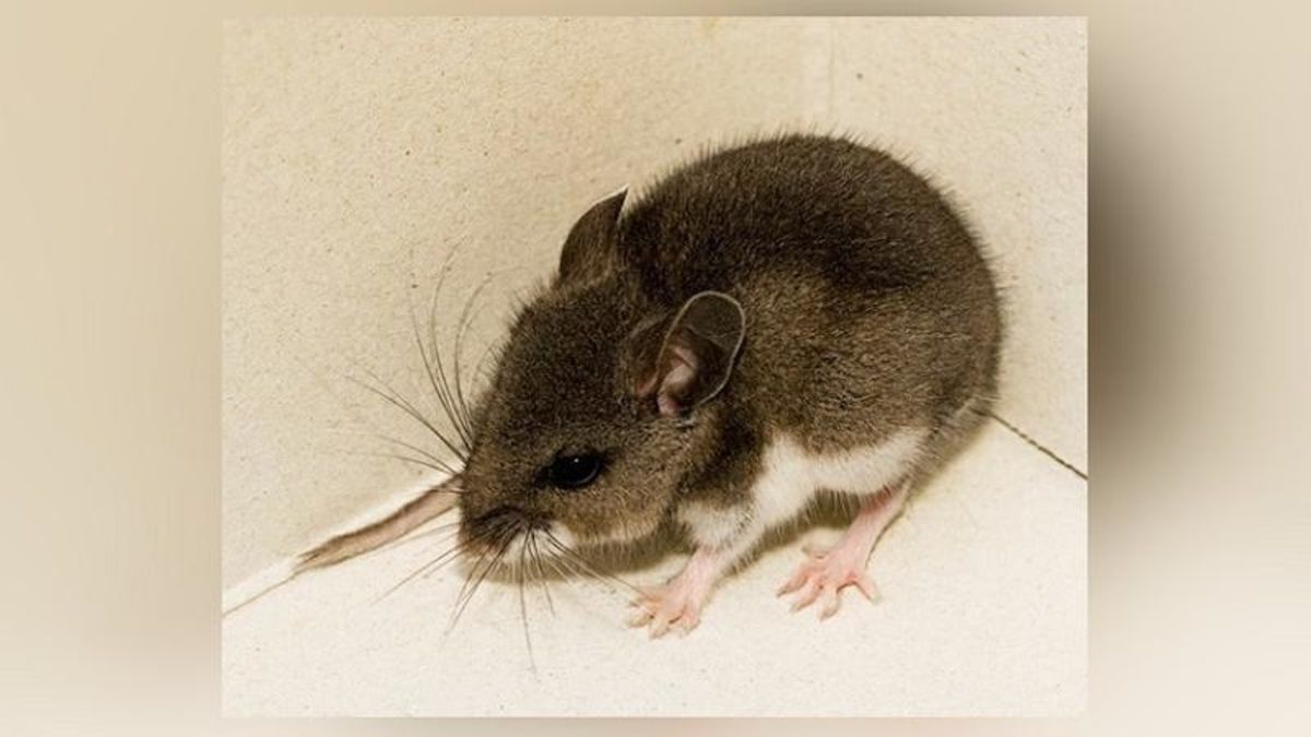 Being mindful of hantavirus during spring cleaning farmnewsNOW