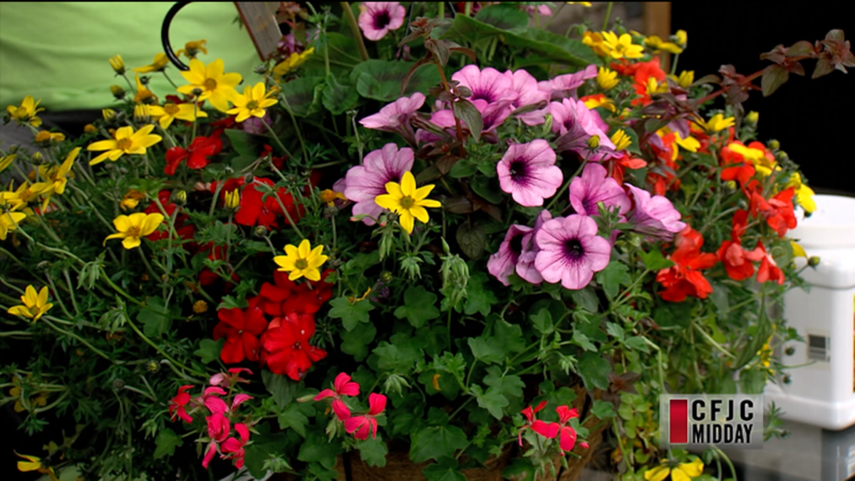CFJC Midday Beautiful Mother’s Day Hanging Baskets from Art Knapp