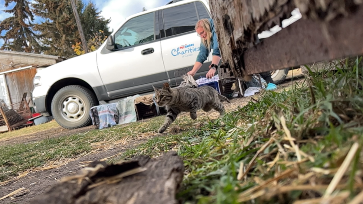 Canadian Animal Task Force vaccinates and fixes cats in Cypress County ...