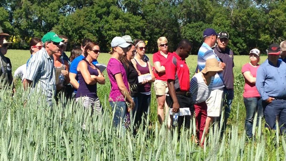 Sask Wheat provides $1.6 million in research funding | paNOW