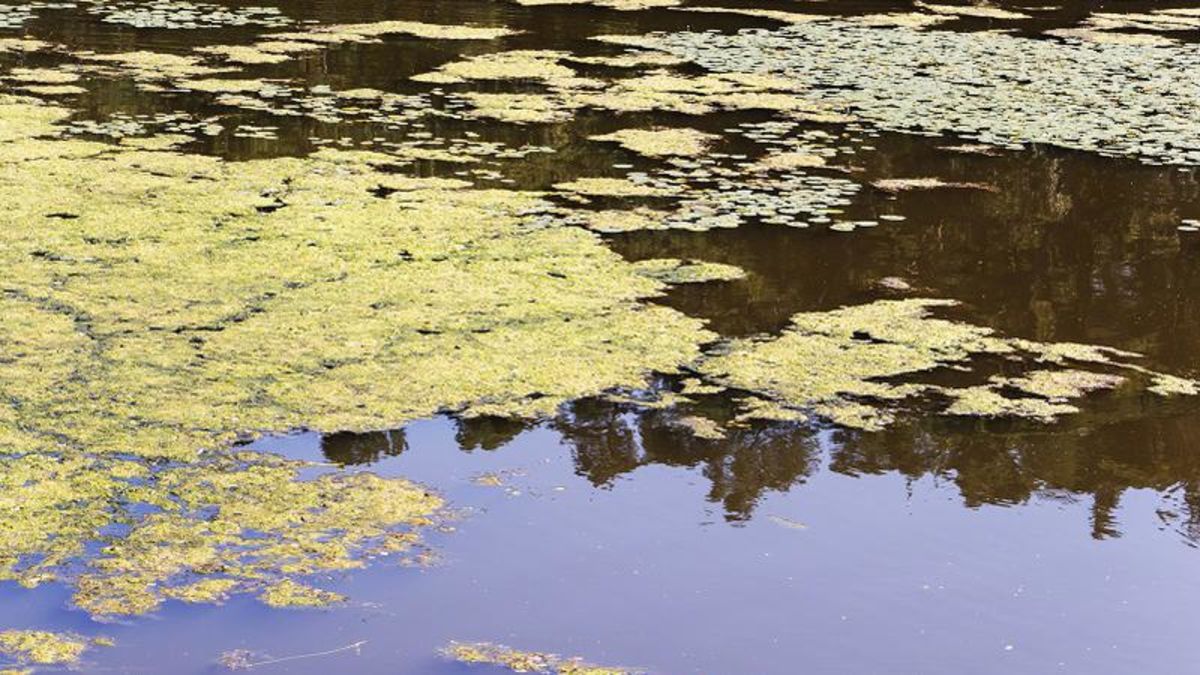 Blue-green Algae Bloom Advisory Issued For Pine Lake 