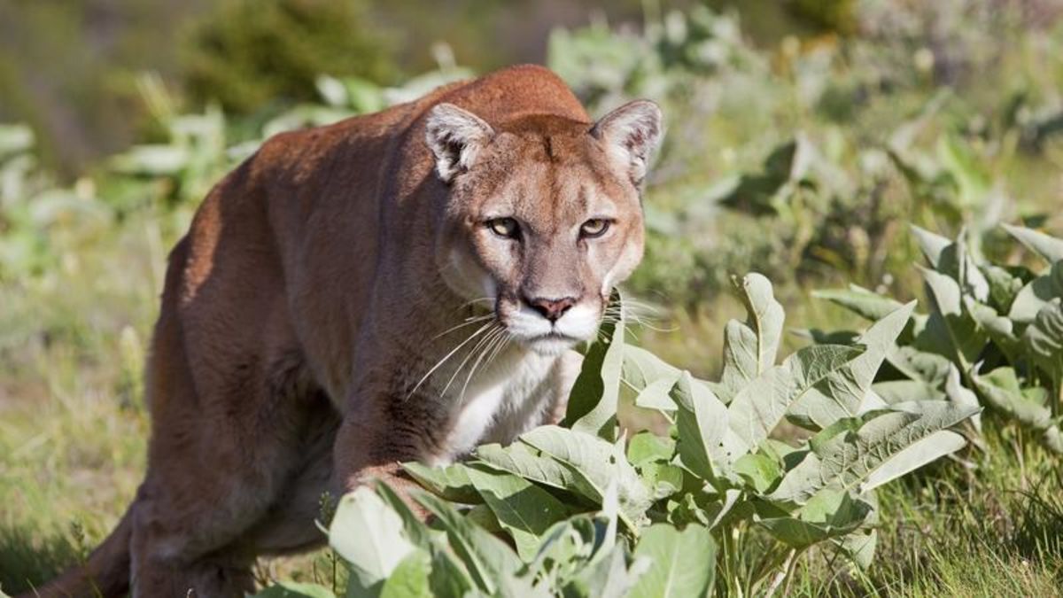 Cougar sighting reported in Pavan Park | Lethbridge News Now