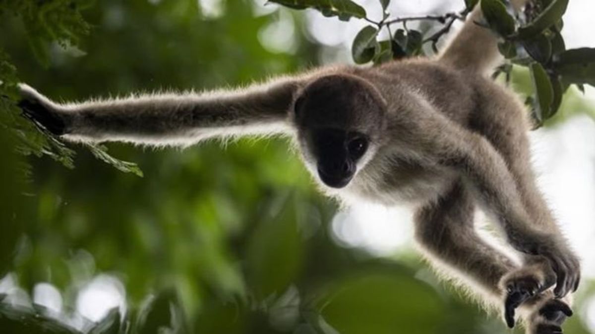 A scientist’s 4-decade quest to save the biggest monkey in the Americas ...