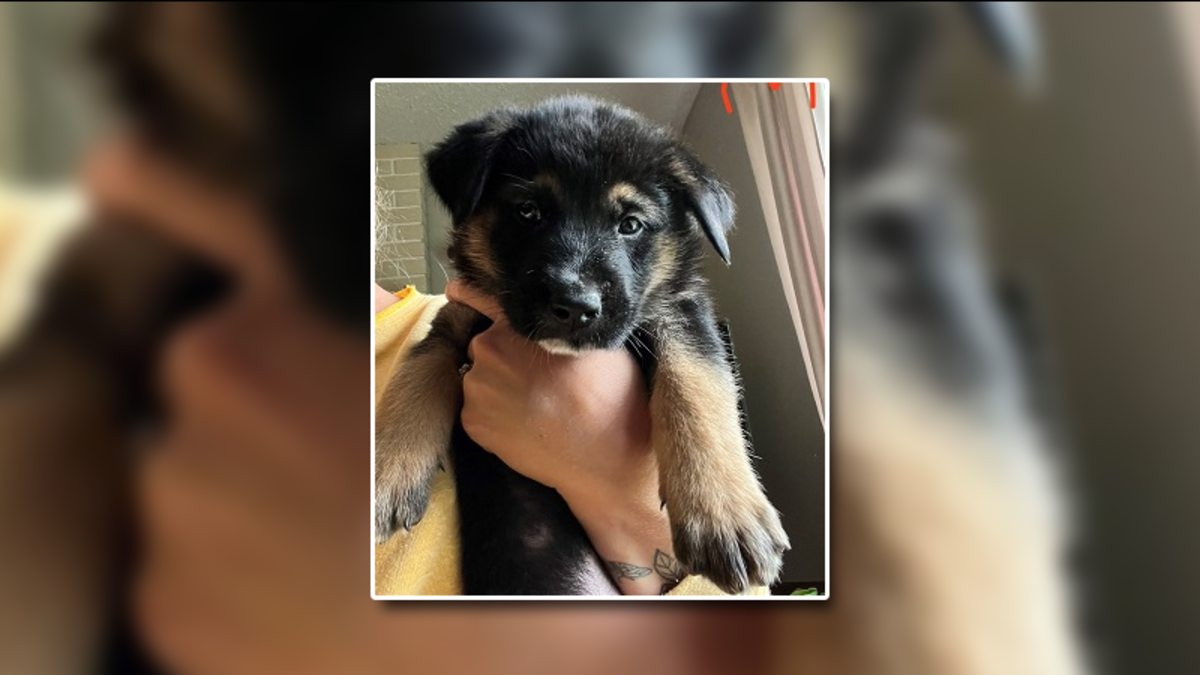 Search ongoing for stolen German Shepherd puppies from Nanaimo property