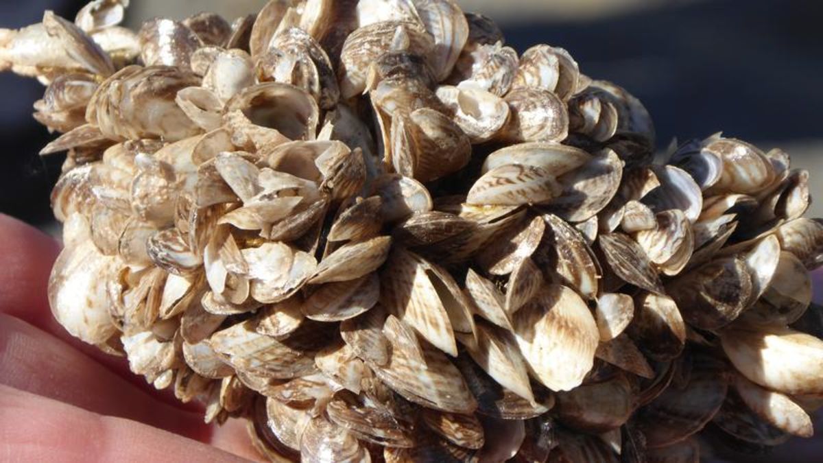 Boating Season Brings Warning About Invasive Mussels | Vernon Matters