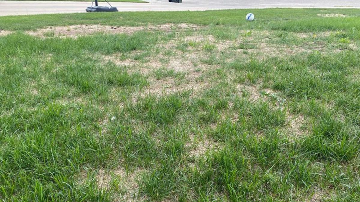 Dry patches in lawn may be chinch bugs, not drought | paNOW