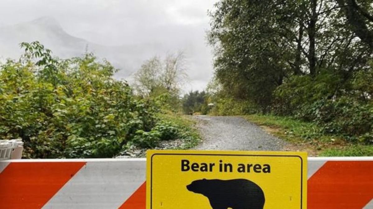 Tree planter airlifted to hospital after bear attack near Tumbler Ridge