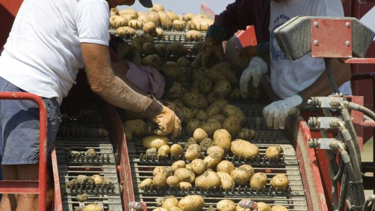 Agriculture Roundup for Monday, July 10, 2023 - Vimarsana News