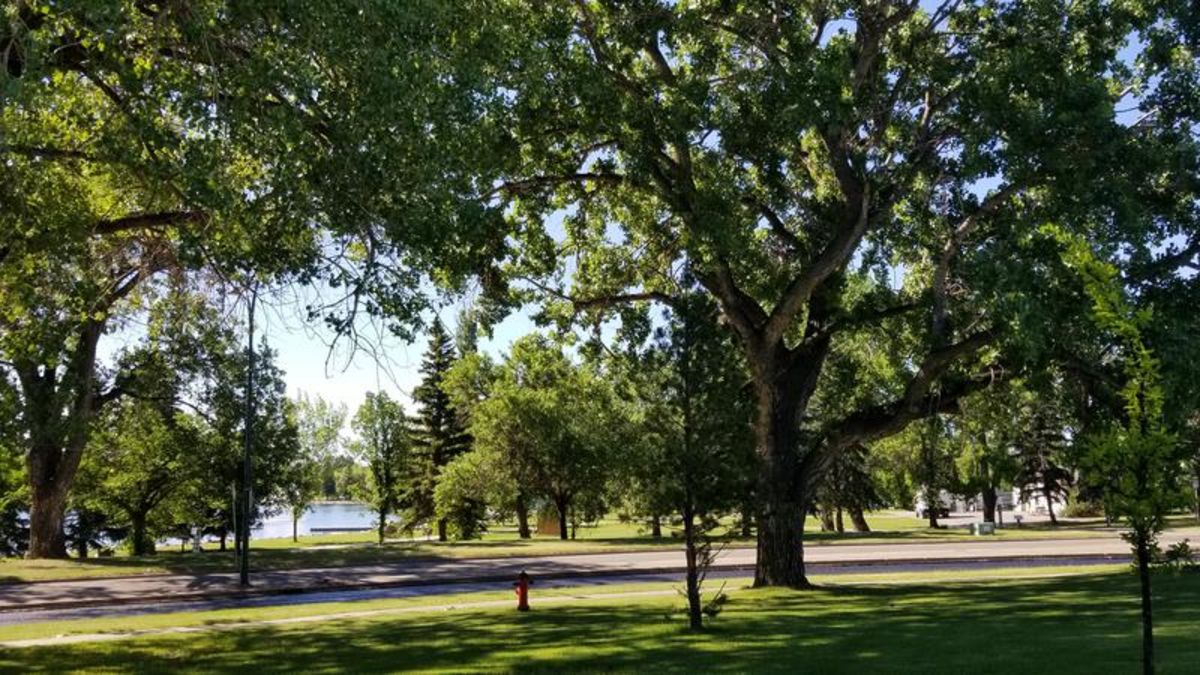 Campaign aims to plant 1,000 trees in Lethbridge Lethbridge News Now