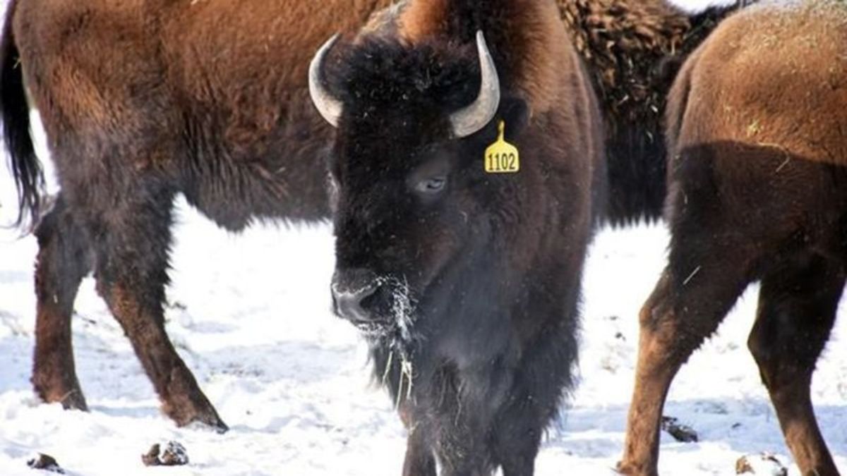 N.W.T. confirms anthrax outbreak in Slave River Lowlands bison ...