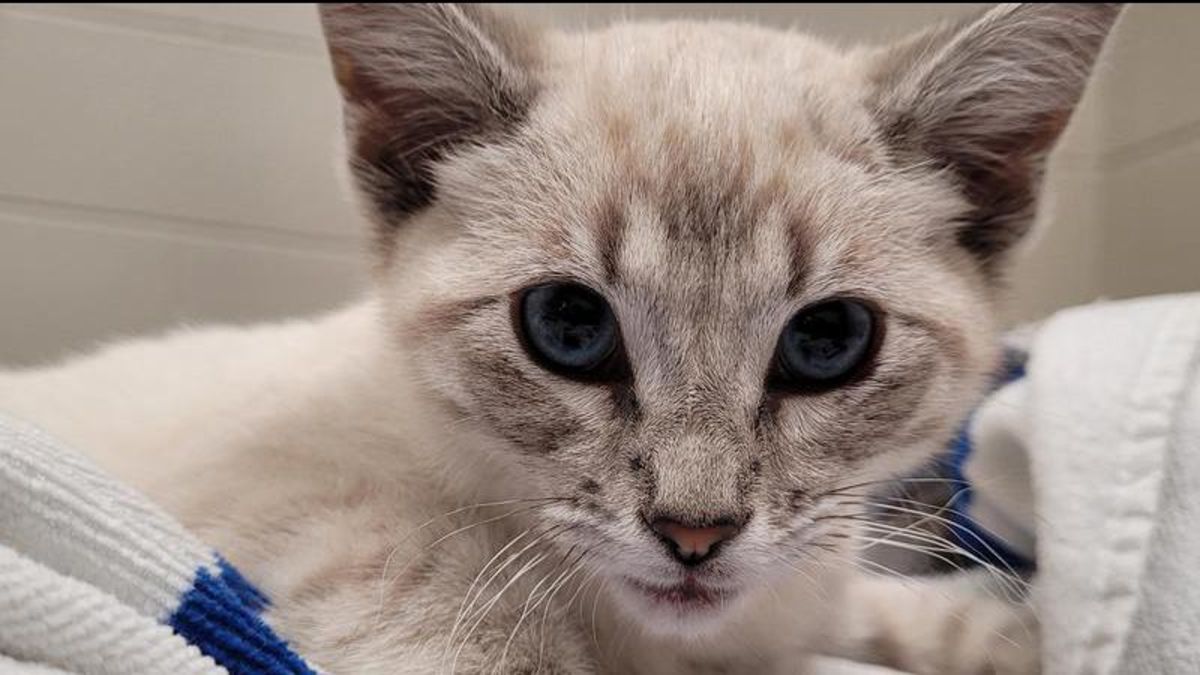 Stray kitten found on Quesnel property with lifethreatening wound