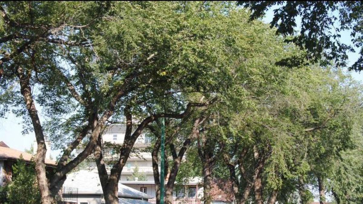 P.A. reports first-ever case of Dutch Elm Disease - Vimarsana News