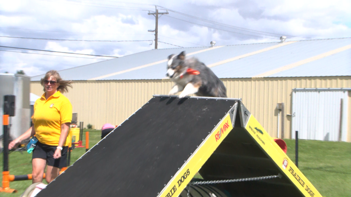 Prairie Dogs agility show at Stampede proves the sport can be for