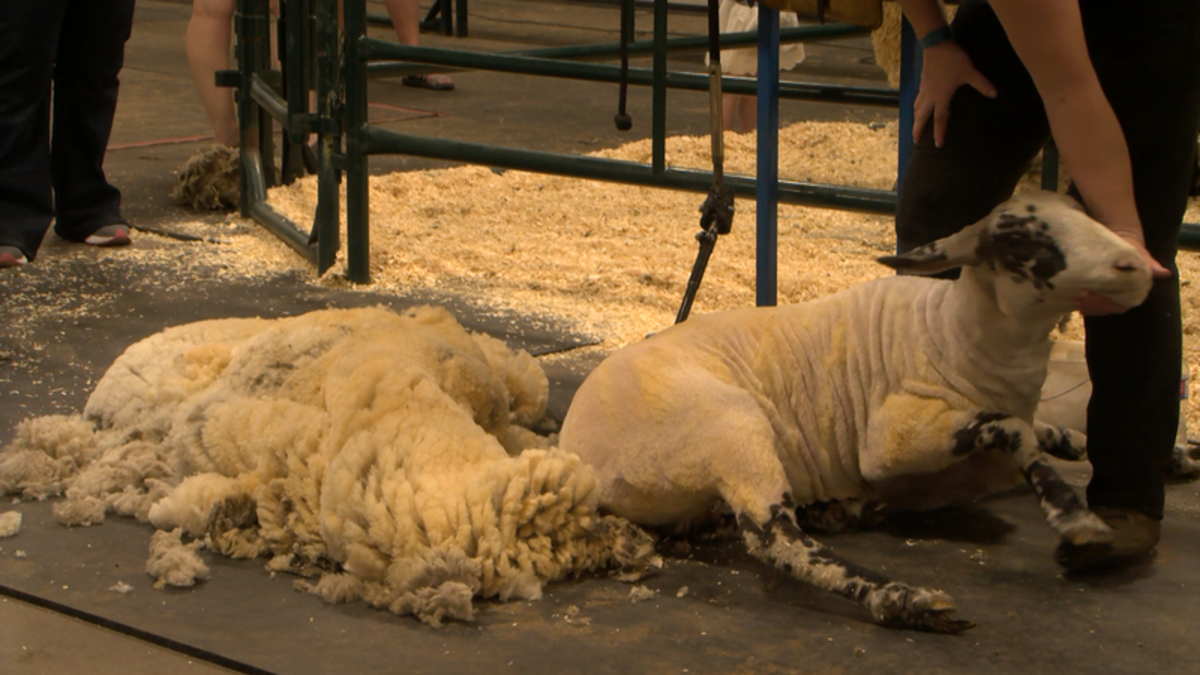 The art of sheep shearing and equine rehabilitation on display at the ...