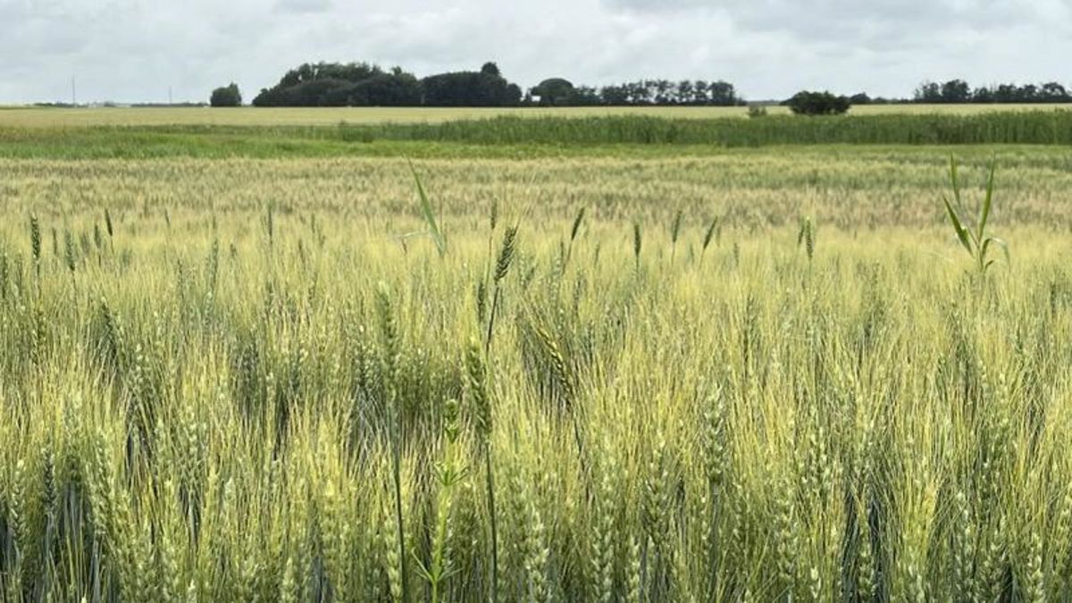 Further moisture needed for crop yields to reach current potential in ...