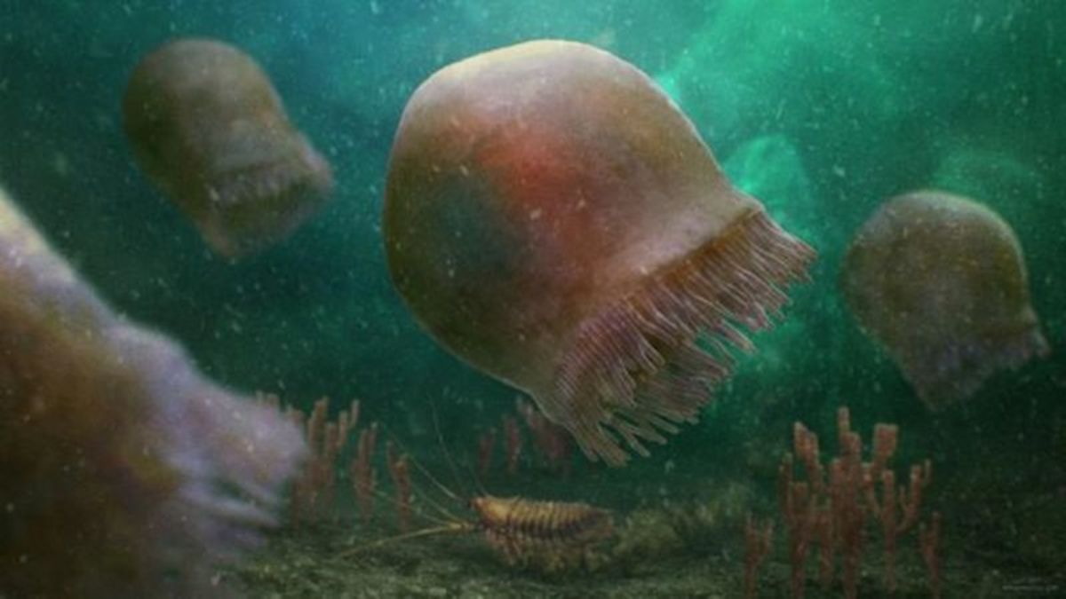 Researchers find oldest-known species of swimming jellyfish in Burgess ...