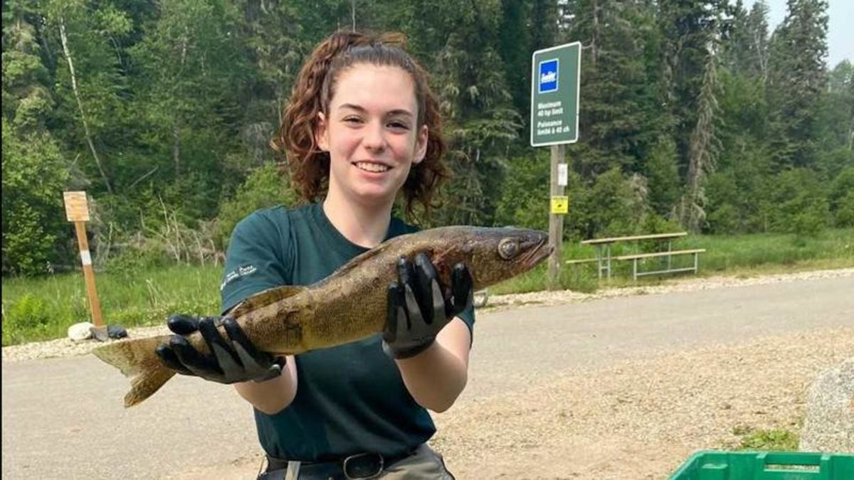 Parks Canada studying fish population at Kingsmere Lake | paNOW