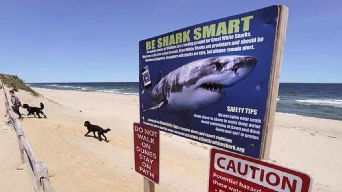 Recent shark deaths in Canada a sign that efforts to grow the population are working - Vimarsana News