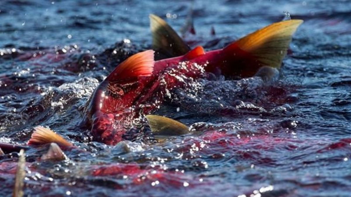 Pacific Salmon Commission raises forecast for B.C. Fraser River pink