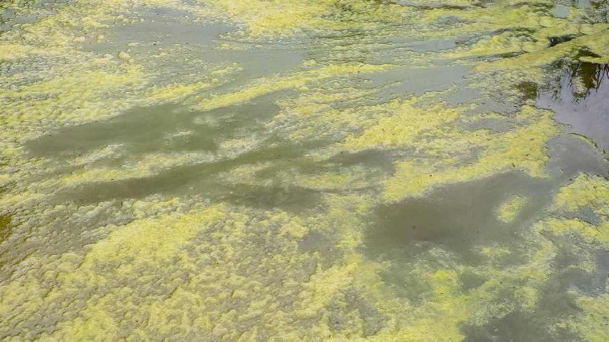 Blue-green algae advisories issued for Pigeon Lake and Haunted Lake ...