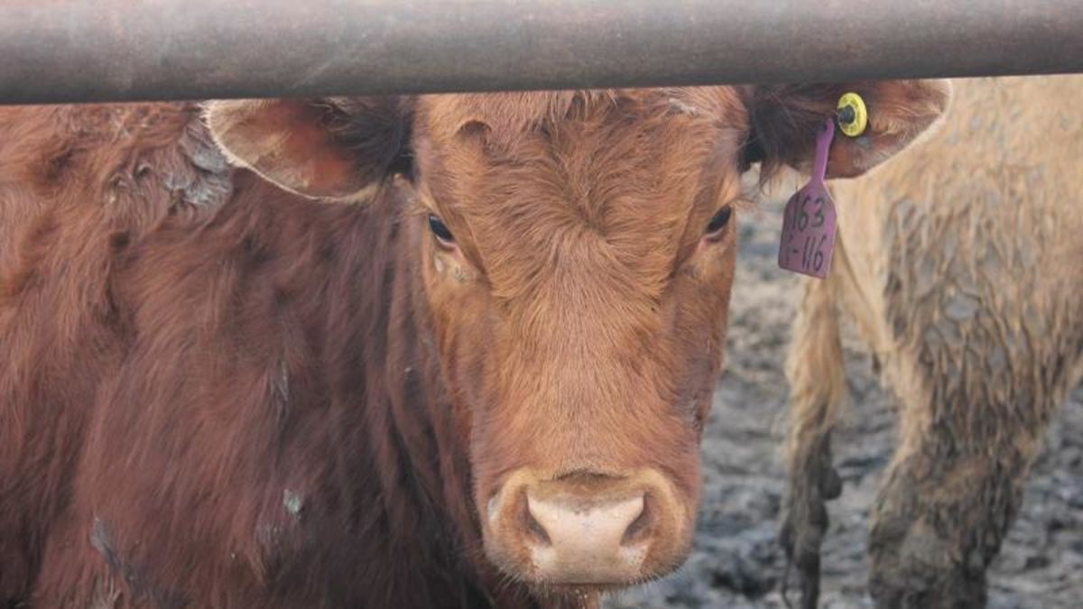 Sask. offers $70M in support for drought-stricken livestock producers - Vimarsana News