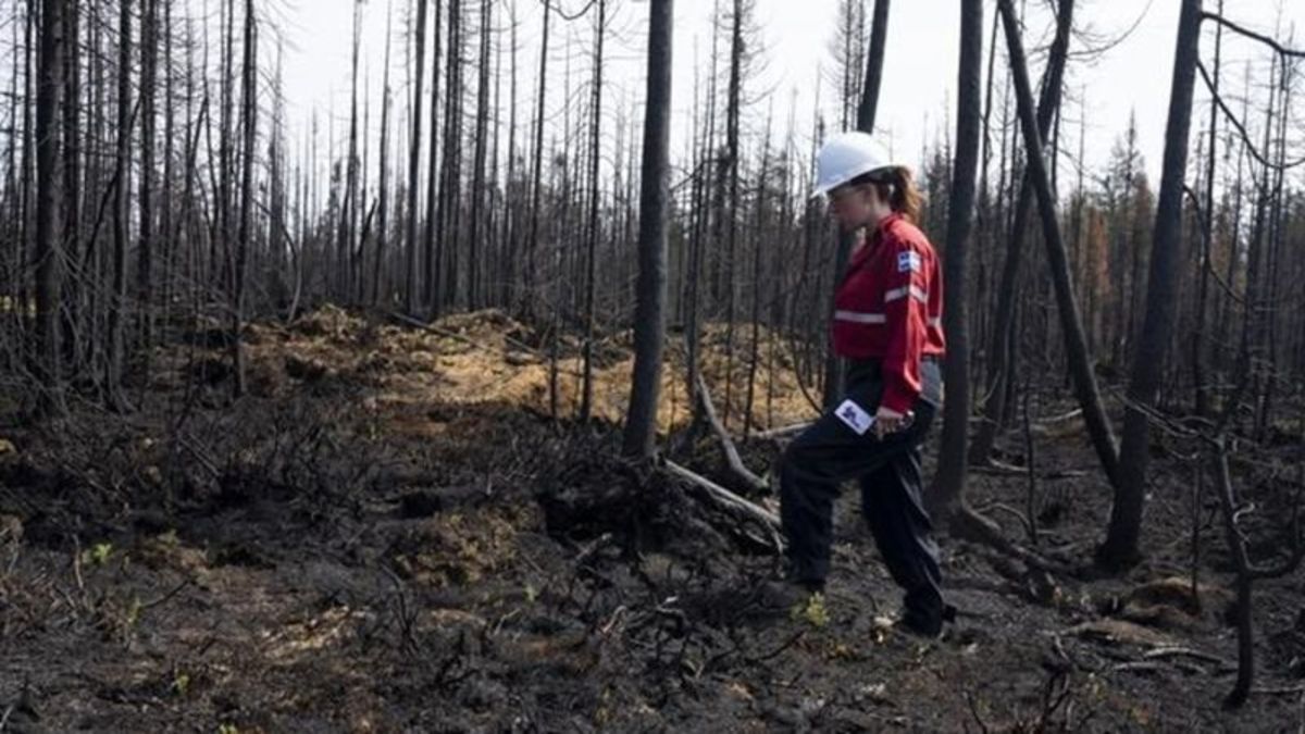 Climate change made Quebec fire weather twice as likely, flames more intense: study - Vimarsana News