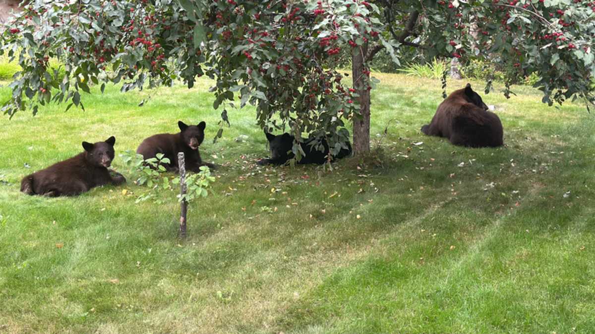 Battle for coexistence: Prince George’s bear dilemma prompts calls for ...