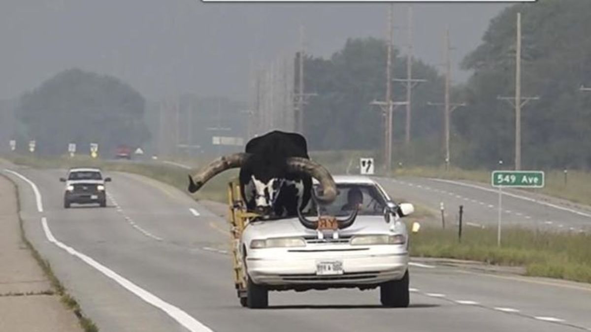 Police stop Nebraska man for bucking the law with a bull riding shotgun in his car - Vimarsana News