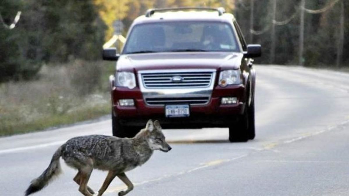 N.S. park officers kill coyote that chased bike, search for another that bit rider - Vimarsana News