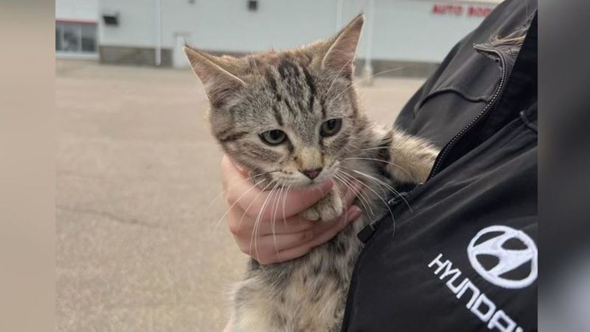 Kitten injured but recovering after being found in vehicle engine at P.A. car dealership