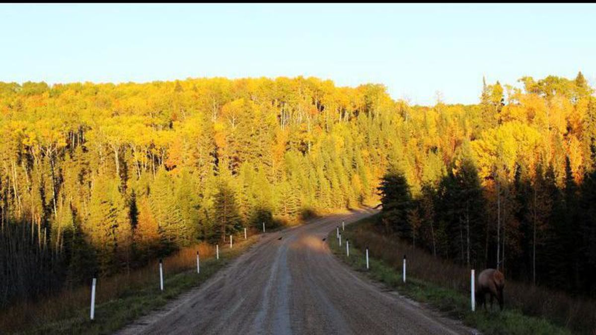 From ‘fickle fall’ to whiteout winter, the latest forecasts for Sask. are in farmnewsNOW