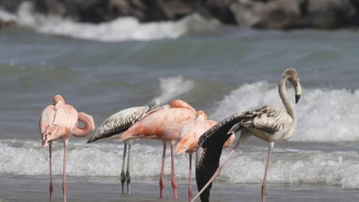 Flamingos in Wisconsin? Tropical birds visit Lake Michigan beach in a first for the northern state - Vimarsana News