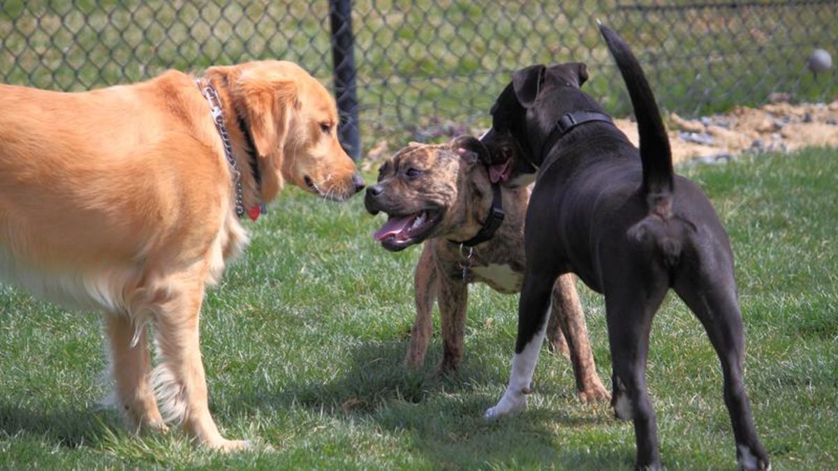 Red Deer County works with Springbrook Community Association for potential dog park
