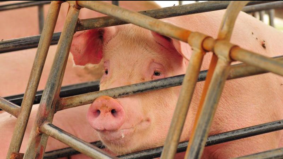 Olymel closing separate pork and poultry plants