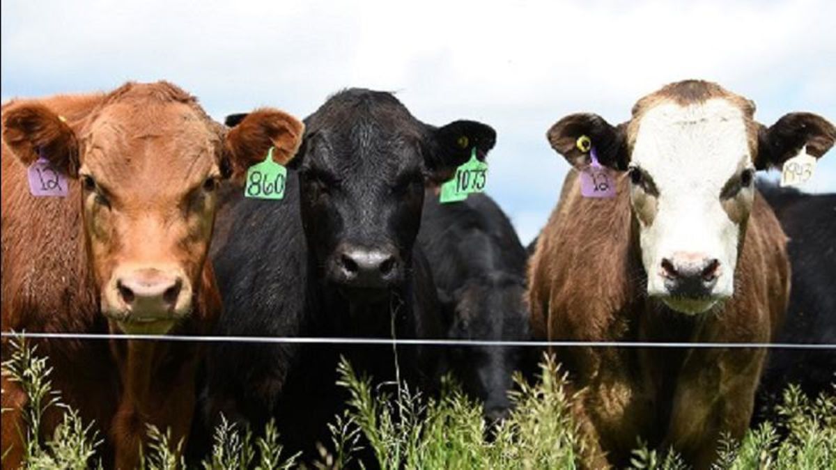Anthrax detected in a cow in eastern Saskatchewan | farmnewsNOW