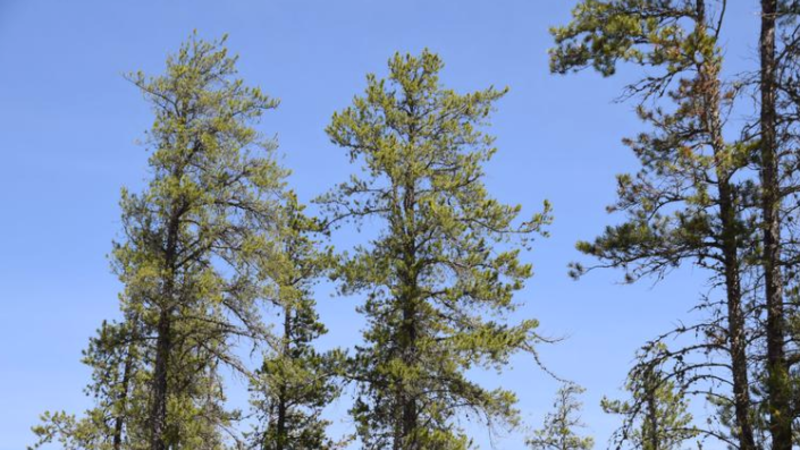 Fire Restriction downgraded to advisory in County of Grande Prairie