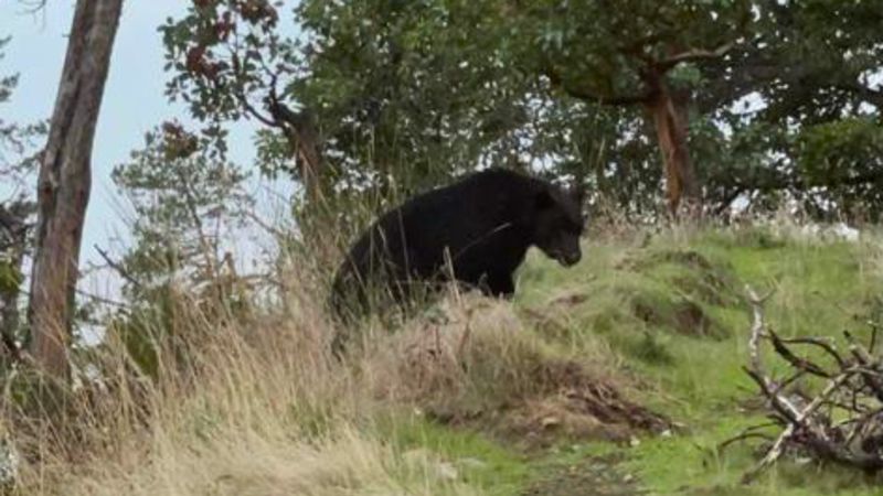 Residents alarmed by prowling bear in Nanaimo’s Uplands neighbourhood