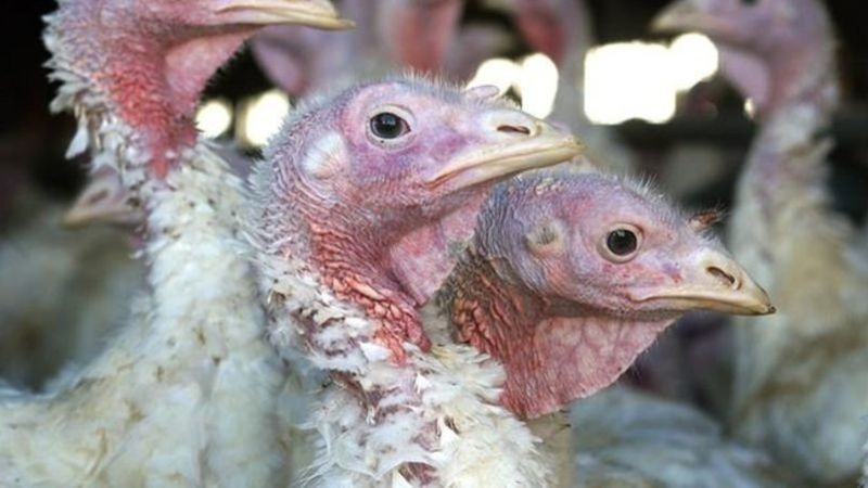 More bird flu cases detected in Chilliwack poultry operations | 89.5 JR ...