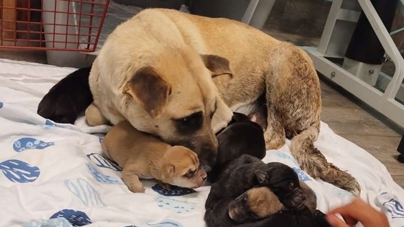 A dog on a mission: Puppies and mother saved in Waterhen | larongeNOW