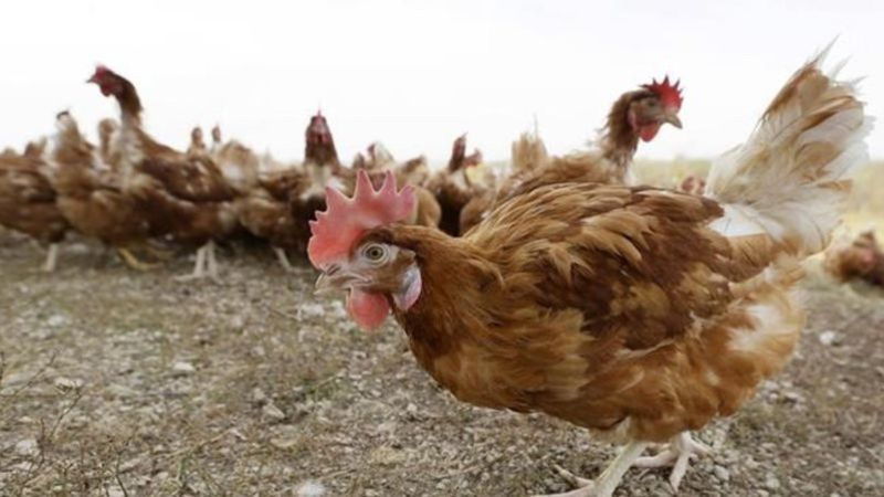Avian flu detected in Salmon Arm commercial poultry flock as number of ...