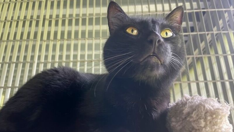 With entrancing yellow eyes and a shiny black coat meet Puma