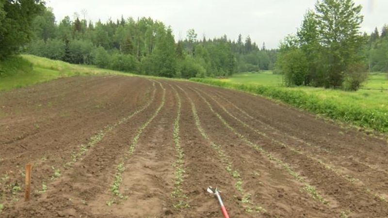 Farms experiencing delay with crops due to cold & wet weather | CKPG Today