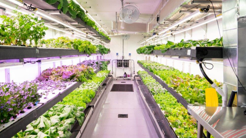 Modular farm project to provide year-round produce at grocery store ...