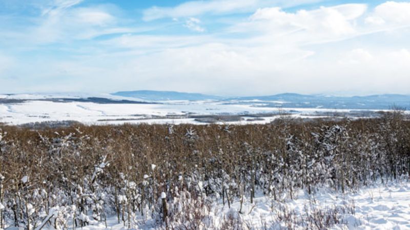 Nature Conservancy of Canada buys southern Alberta land for protection ...